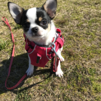 １歳のころの嵐