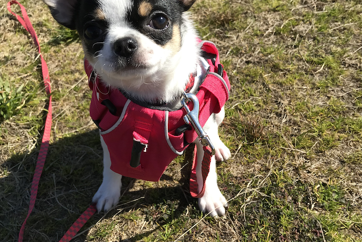 １歳のころの嵐