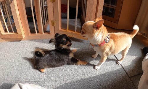 麦とハッピーのプロレス